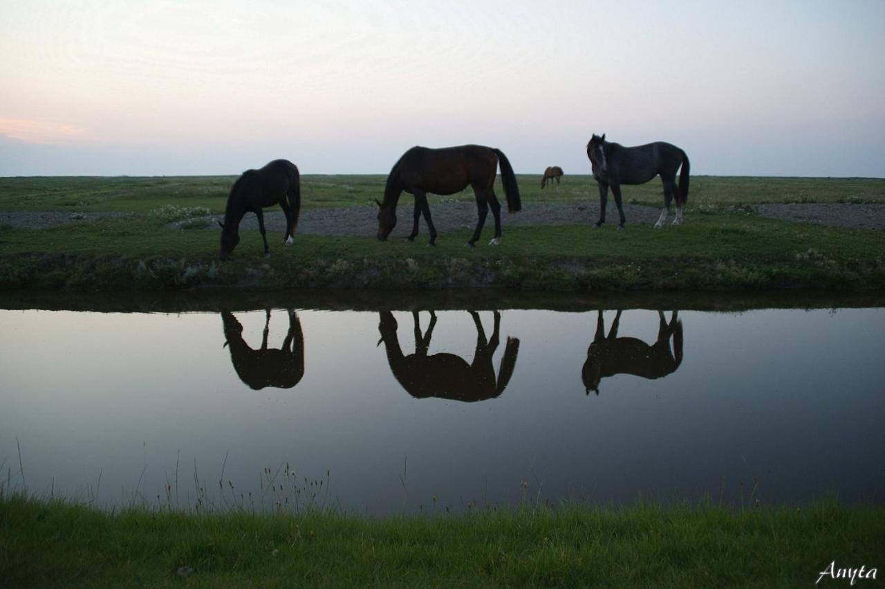 Vakantiewoning Oer it fjild Holwerd Buitenkant foto